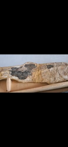 Museum Quality original of FOSSIL PARAELOPS (FISH) 99 CM... - Foto 7 di 11