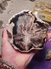 Polished Agatized Opalescent Petrified Wood Limbcast Blue Forrest Wyoming 5lb