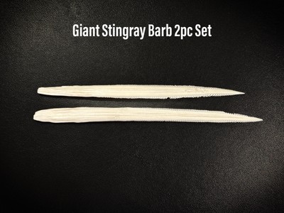 Southern Stingray Barb Gulf Ray Stinger Educational Spine Giant 6  7  - 2 pc Set