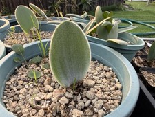 haemanthus unifoliatus, flowering size 3cm in diameter