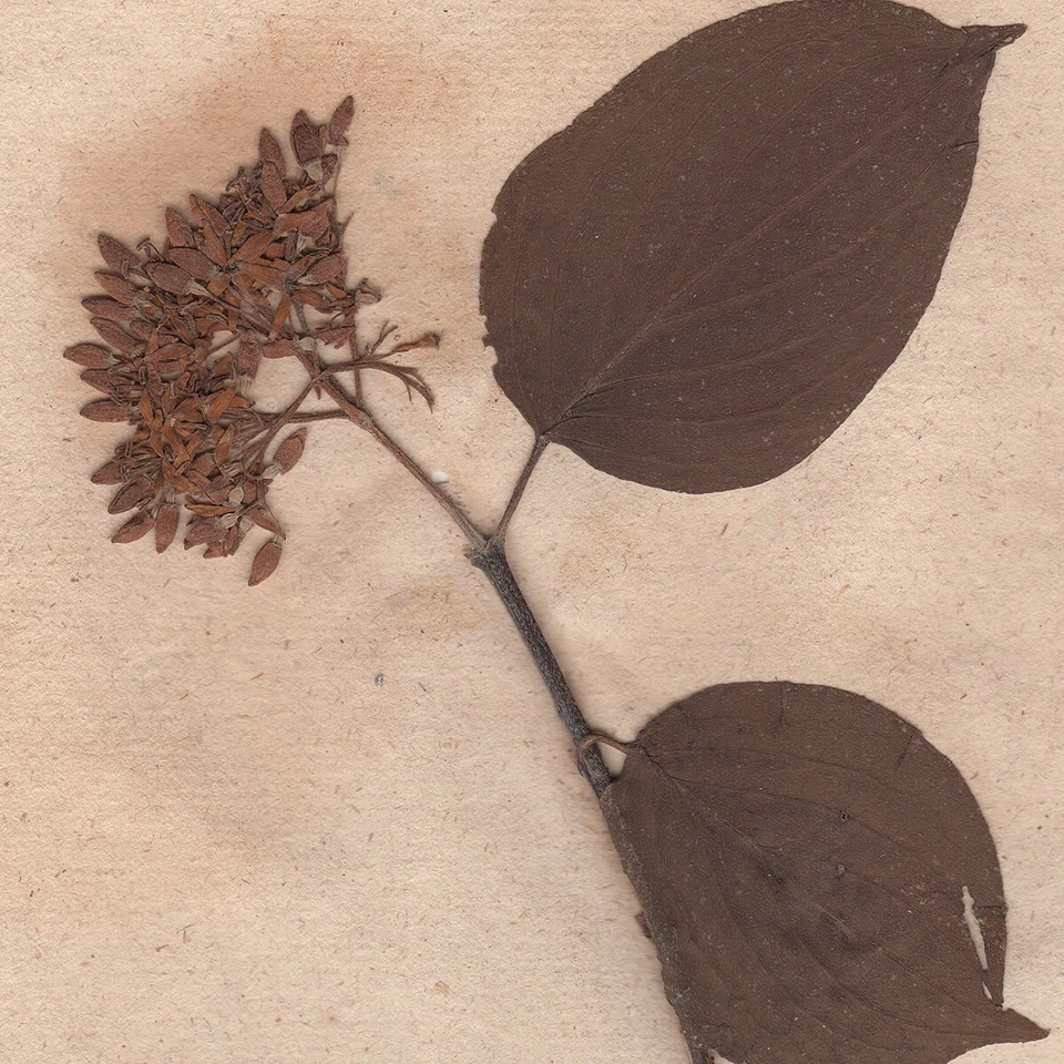 Antiguo espécimen científico de flor seca de herbario de 1790 #15 Dogwood de corteza roja Foto 2 de 3