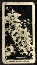 Tobacco Card, John Sinclair, FLOWERS & PLANTS, 1924, Orchid Dendrobium, #24