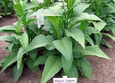 1000 White Stem Orinoco Tobacco Seeds ~ Heirloom Bright Leaf Nicotiana Tabacum 