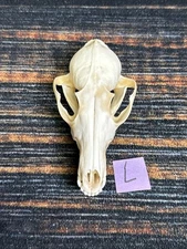 Real Red Fox Unique Animal Mount Halloween Skull Art Craft Mountain Man Canine