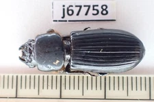 j67758. Insects, Lucanidae sp. Vietnam, Ha Giang