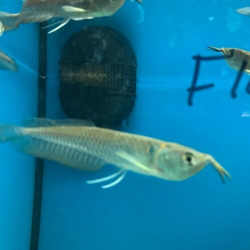 Silver arowana 4" in length - live tropical fish