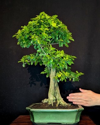 BONSAI TAUBENBEERE DURANTA ERECTA INDOOR BAUM
