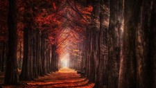 Landscape nature fall mist trees leaves daylight path Custom Gaming Mat Desk