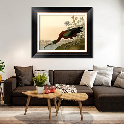 Framed Canvas Giclee Print Glossy Ibis by John James Audubon Wall Art Home Decor - Picture 6 of 13