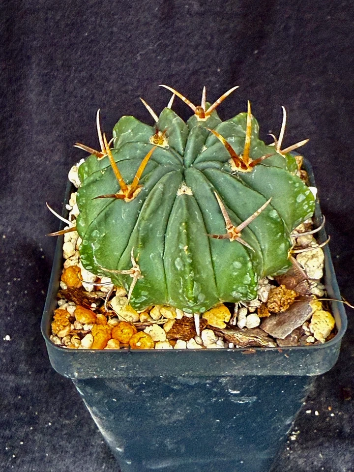 Stenocactus coptonogonus, cactus plants - Image 4 of 4