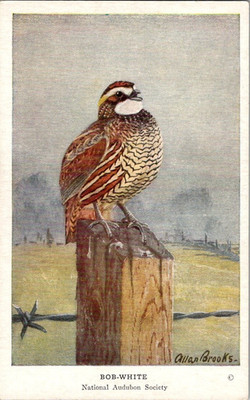 Vintage Audubon Bird Card by ALLAN BROOKS 1950s Bob White # 4