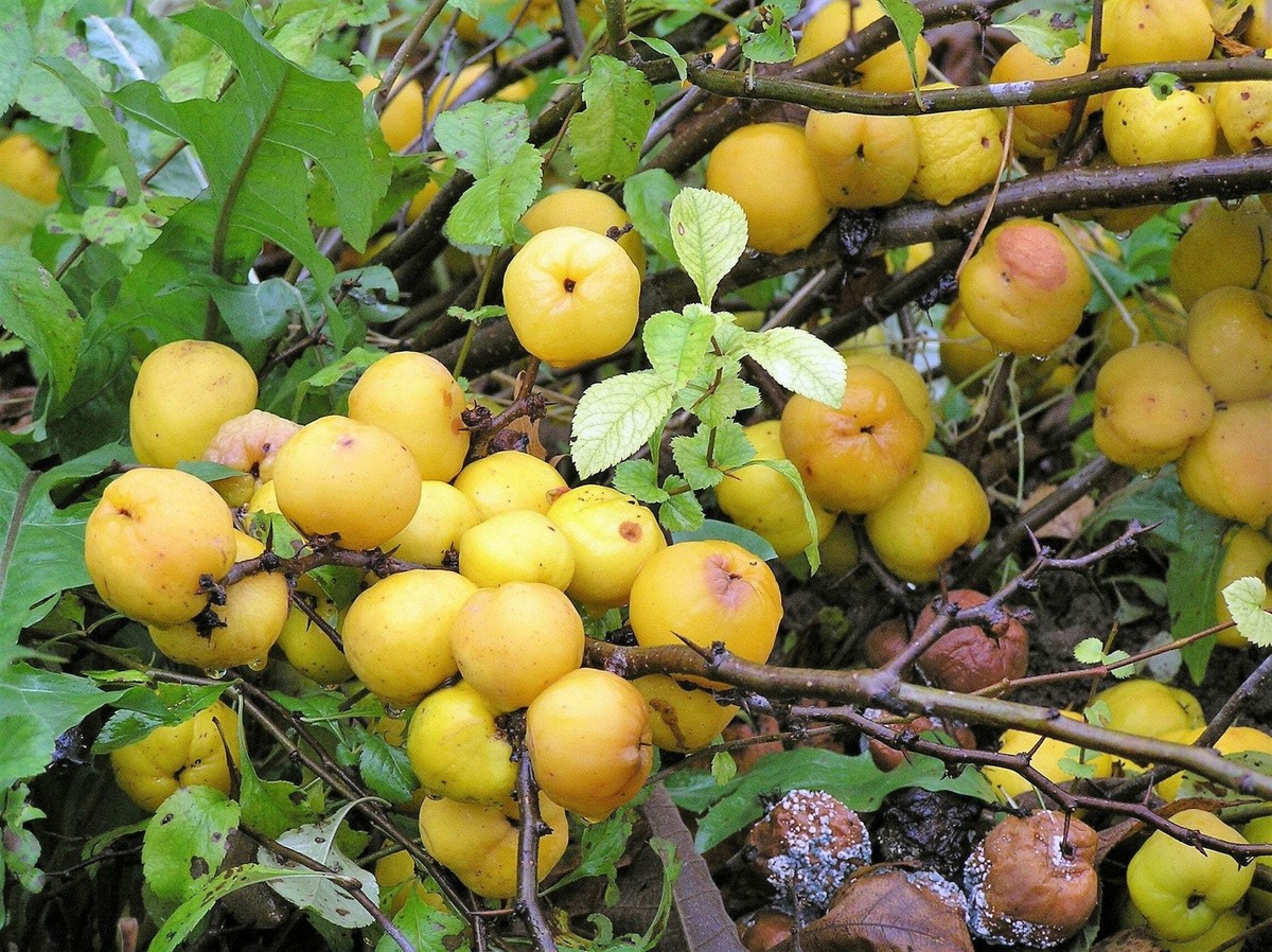 Cuteme 120粒 × ２ 20 Red Flowering DWARF QUINCE Shrub Fruit Chaenomeles Japonica