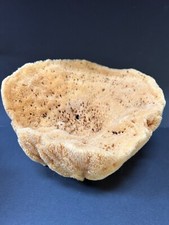 Large Bowl Shape Natural Sea Sponge Ocean Life Florida 7" Tall x 10" wide x 10"