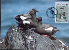 1980 BLACK GUILLEMOT SEABIRD BIRD Maxi Card Maxicard Postcard WWF Isle of Man