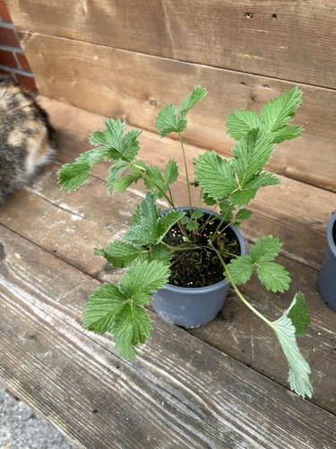 3 Stk. Potentilla Flamboyant, Fingerkraut Staude, im Topf 13 cm - Bild 5 von 9