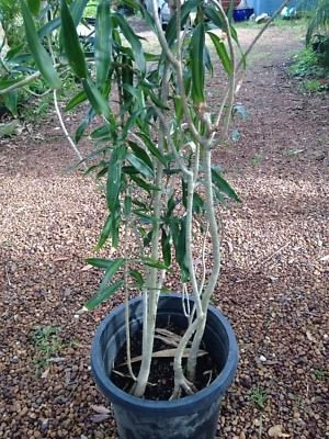 Dracaena Reflexa Pleomele Malay Stripe Indoor Plant Plants Dracaena Reflexa Pleomele Malay Stripe Indoor Plant
