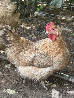 10 Purebred Lemon Cuckoo Neiderrheiner Fresh Fertile Hatching Eggs