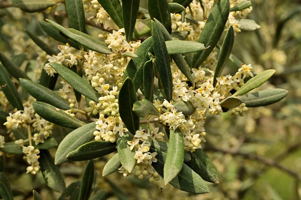 10 CANINO OLIVE TREE Olea Europaea Edible European Common Green Black Fruit Seed - Image 3 of 4