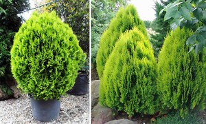 Thuja Seeds | eBay