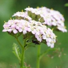 6 x Yarrow Achillia Plug Plants Perennial Ready to Plant