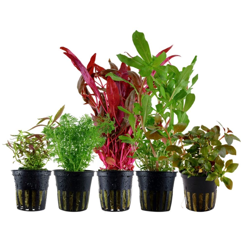 'Colorato' Set Con 5 Pentola Piante Acquario Set 144 Piante D'Acqua Aquaone