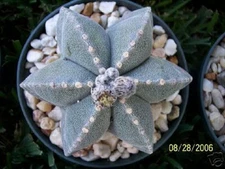 Astrophytum multicostatum 6 ribs myriostigma exotic rare cactus seed 50 SEEDS