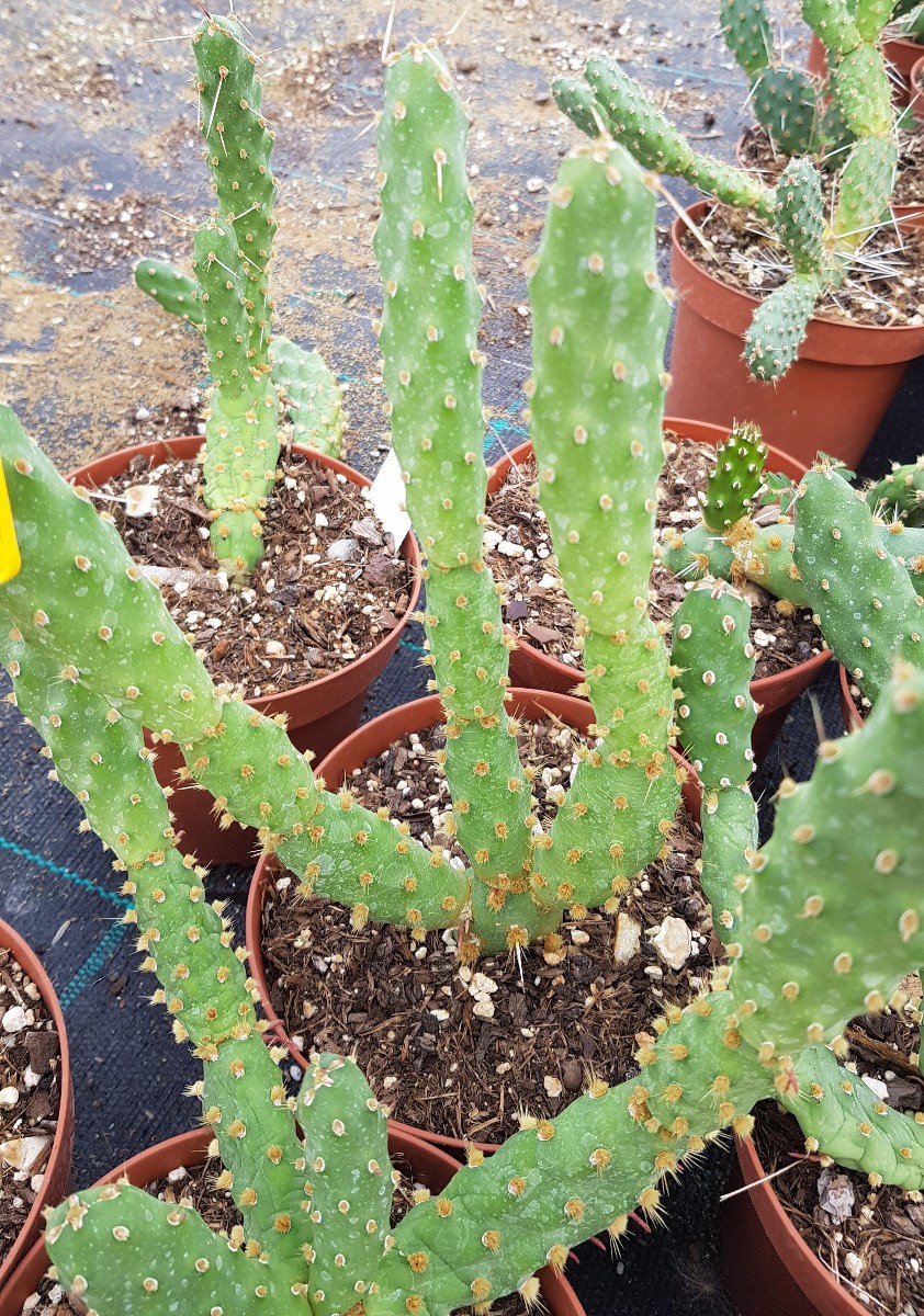 Opuntia fragilis en conteneur de 1.5L : cactée rustique pour jardin