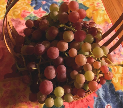 1 Concord Grapevine Fresh Cutting Potted 12” Live Plant Cutting DIY Edible Juice