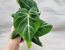 Philodendron zebra gloriosum live plant, Philodendron dark form gloriosum-3"pot