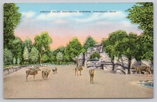 Vintage Linen Postcard African Veldt Cincinnati Zoological Gardens