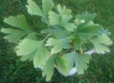 20 Samen Gingko biloba Goethebaum Fächerblattbaum 20 Nuesse Saatgut Qualität