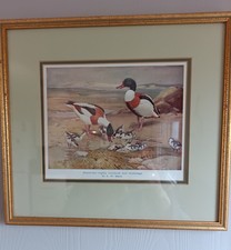 Vintage Framed Colour Print Of Shellducks On Foreshore By A W Seaby 1936