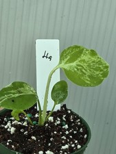 Monstera Bulbasaur Variegated in 3" pot Grower choice