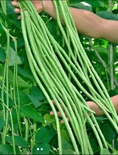 50+ SEEDS I String Beans I Yard Long Bean (Green) | Sitaw | NON-GMO