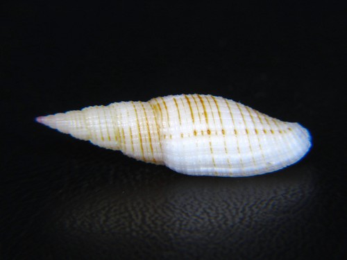 MITRA "DOMIPORTA" GRANATINA: RARE IN HAWAII @ 25.08MM! MORE SLENDER!