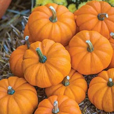 JACK BE LITTLE PUMPKIN SEEDS 30 vegetable GARDEN Halloween DECOR free SHIPPING