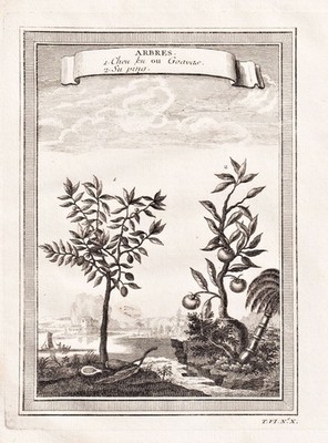 Guave Pflaume plum guava tree Baum China Asia engraving botany Kupferstich 1750