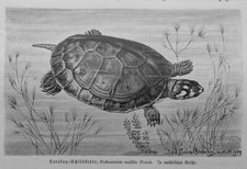 Żółw szynowy Terekay Podocnemis unifilis drzeworyt 1912 żółw  