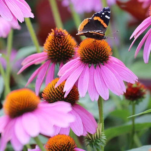 Purple Coneflower Seeds | Non-GMO | Gary's  Seed Shoppe, 50+ seeds