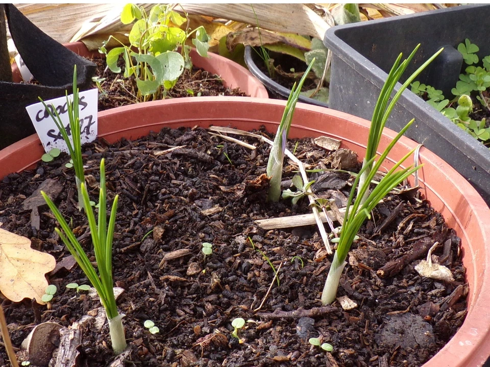 Crocus Sativus ou Safran - Crocus Sativus - SEM27 - Bild 3 von 4