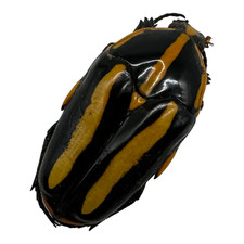 Black Tiger Beetle (Clerota rigifica) Insects Entomology Specimen