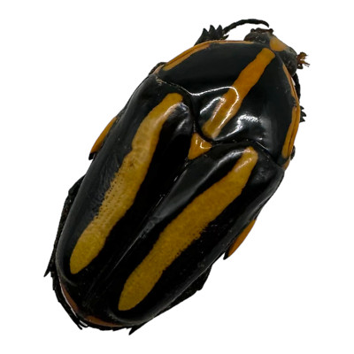 Schwarzer Tiger Käfer (Clerota rigifica) Insekten Entomologie Exemplar