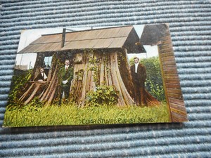 OLD POSTCARD COLOR CEDAR STUMP PUGET SOUND POSTMARK 1908