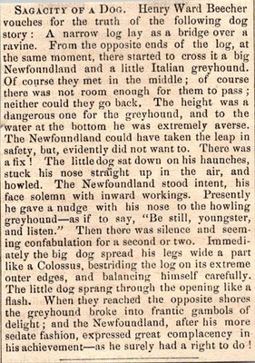 Sagacity of A Dog 1871 Worcester MA Clipping TAJ8-S65