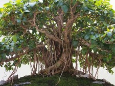 Ficus obliqua, bonsái ficus, figura de hojas pequeñas - 100 semillas