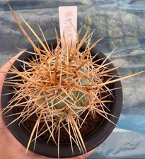 Caci  ('FEROX') Self Rooted WYSIWYG Garden