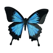 Inspiring Decorative Butterflies Suitable For Both Indoor and Outdoor Use