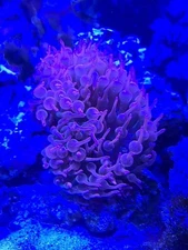 Rose Bubble Tip Anemone Large!!  Live Coral