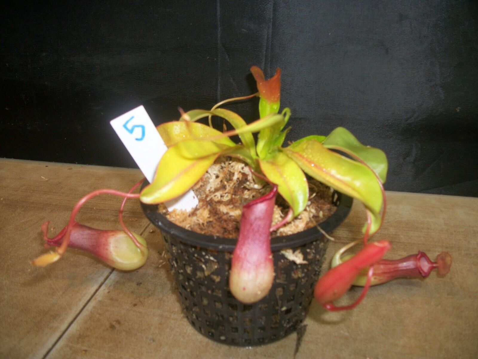 Highland tropical pitcher vivent en plantes carnivores 3 1/2 "pot Nepenthes sanguinea