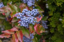 1-1000 PCS Creeping Barberry Tree Seeds Fruit Blue Mahonia Repens Berberis 0154